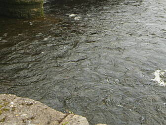 River Water Quality Is Getting...